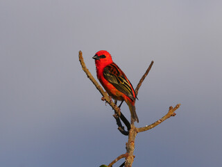 Red Fody bird perching on leafless branch - Foudia 