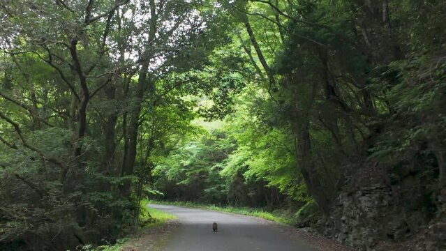 道路を走るたぬきの映像