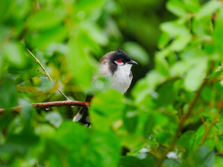 Red Whiskered Bulbul bird perching in natural environment in rainy weather 