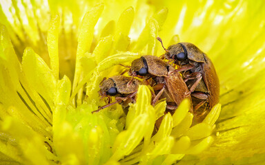 3 Kleine Himbeerkäfer