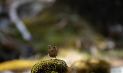 森の中で岩の上に留まっているミソサザイ