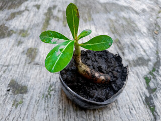 Adenium arabicum is a species of succulent plant commonly used for bonsai.