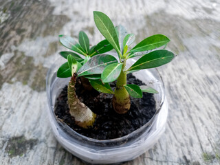Adenium arabicum is a species of succulent plant commonly used for bonsai.