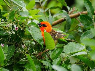 Vibrant orange bird eating from small flowers in natural environment 