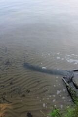 The quiet shore in the wilderness.