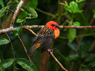 Two tone red bird perching in natural environment 