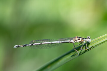 Close-up of a small feather dragonfly sitting on a blade of grass. The sun is shining from above....