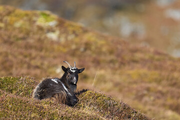 Wild goats grazing in the Highlands of Scotland