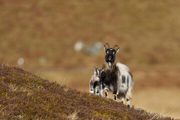 Wild goats grazing in the Highlands of Scotland