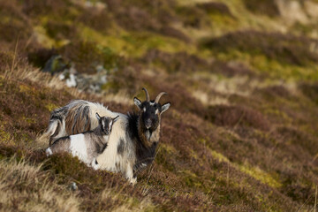 Fototapeta premium Wild goats grazing in the Highlands of Scotland