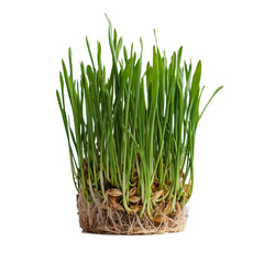 fresh green grass sprouts with seeds and roots isolated
