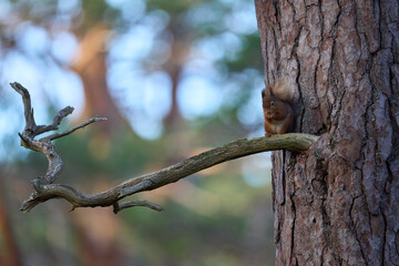 Red Squirrel (Sciurus vulgaris) feeding in a forest in the Highlands of Scotland.