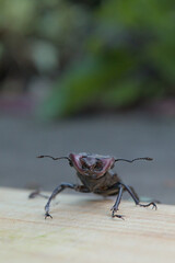 Male stag beetle with big mandibles on a wooden plate with green bokeh background