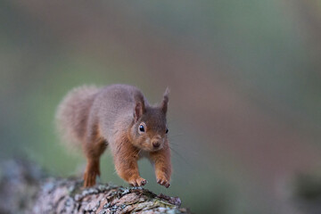 Red Squirrel (Sciurus vulgaris) feeding in a forest in the Highlands of Scotland.
