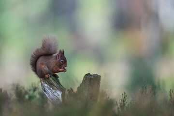 Fototapeta premium Red Squirrel (Sciurus vulgaris) feeding in a forest in the Highlands of Scotland.