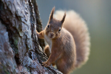 Red Squirrel (Sciurus vulgaris) feeding in a forest in the Highlands of Scotland.