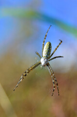 Argiope, wasp spider weaving a web in green grass