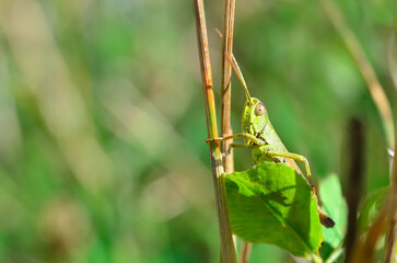 Grasshopper sitting on a stem of green grass