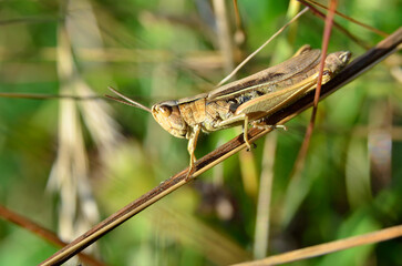 Grasshopper sitting on a stem of green grass