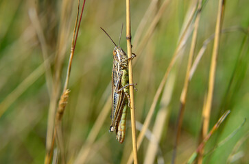 Grasshopper sitting on a stem of green grass