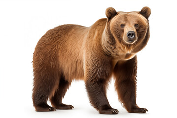 Obraz premium Grizzly Bear over isolated white background. Animal