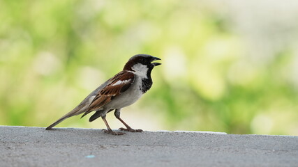 female house sparrow