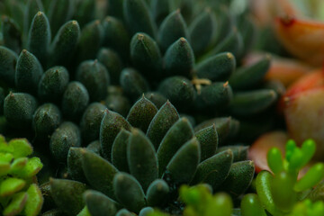 Still Life Photography - Succulent Plants