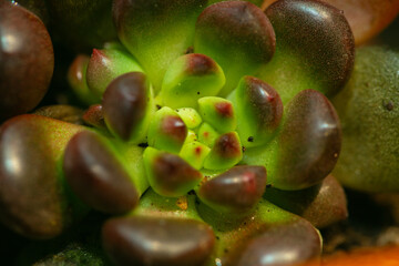 Still Life Photography - Succulent Plants