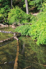 Wild reeds growing in the shallow water.