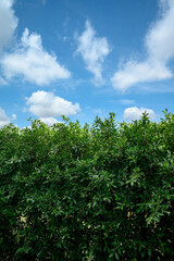 Fototapeta premium a vibrant, green hedge set against a bright blue sky with fluffy white clouds. The sky above provides a beautiful contrast with its clear, sunny appearance and scattered clouds.