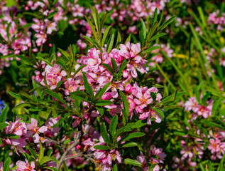 pink flowers in the garden