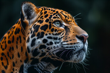 Obraz premium Close-up of a leopard