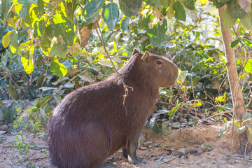 Capybara