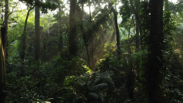 Walk through dense forests as the sun peeks through the trees in summer. The rays illuminate the green forest. Cifor, IPB University Bogor research forest, Indonesia.