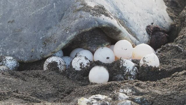 Olive ridley sea turtle laying eggs in sandy nest at ostional national wildlife refuge, costa rica, continuing species' reproductive cycle