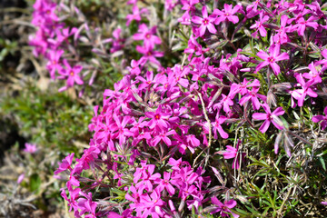 Obraz premium Creeping Phlox Atropurpurea flowers
