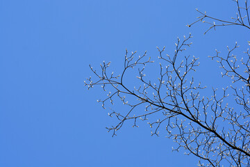 Flowering dogwood branch in the spring