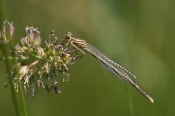 dragonfly on a flower
