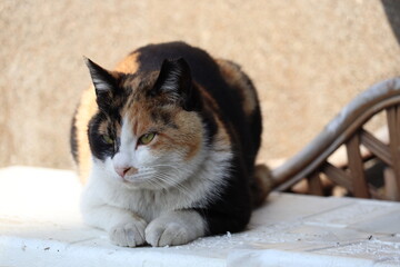野良猫