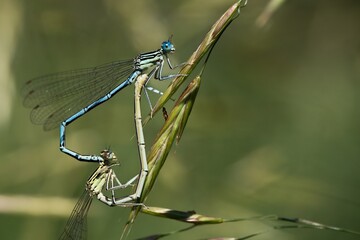 mating dragonflies