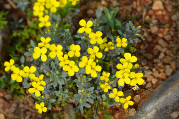 Croatian endemic plant flowers