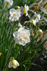 Double Daffodil Flower Drift flowers