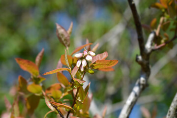 Blueberry Brigitta Blue flowers