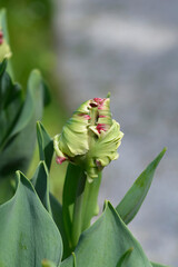 Parrot Tulip Estella Rijnveld flower bud