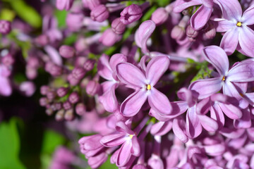 Pink lilac flowers