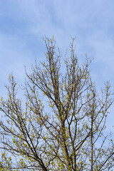 London plane branches in the apring