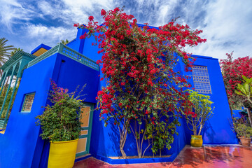 Bougainvillea blooms with red flowers in front of the blue house in the garden.The Majorelle Garden...