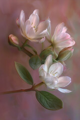 Obraz premium pink magnolia flowers