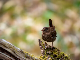 森の中で枯れ木に留まっているミソサザイ
