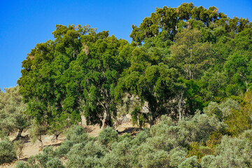 Quercus suber, commonly called the cork oak, is the primary source of cork, Sierra Madrona, Fuencaliente, Ciudad Real Province, Spain